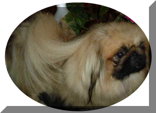 Quadra 's nippie haddie